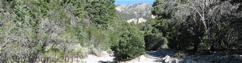 Birding Around Las Vegas Mount Charleston Fletcher Canyon Spring