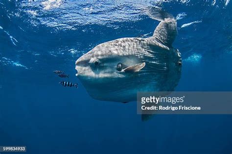 Ocean Sunfish Photos and Premium High Res Pictures - Getty Images