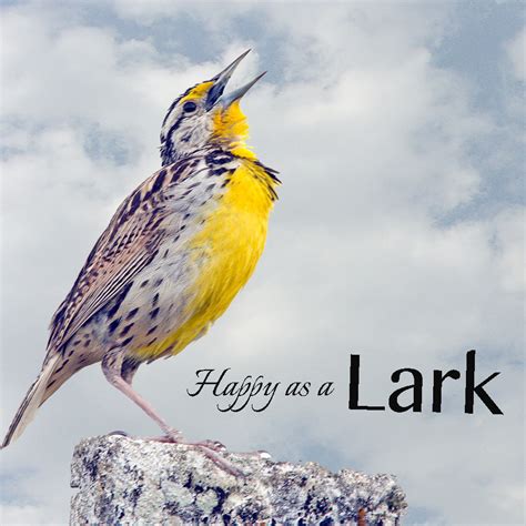 A Smile Maker Happy As A Lark