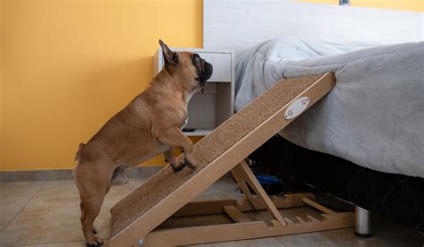 Rampa Para Cachorro Subir E Descer Da Cama Veja Os Benef Cios