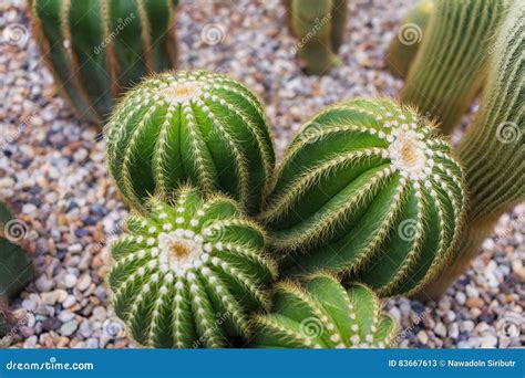 Cactus Growing In Rock Bed Succulent Plant Stock Image Image Of Dirt