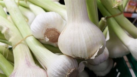 Tanaman Sayur Yang Paling Mudah Ditanam Di Halaman Rumah