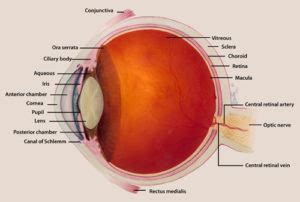 Rare Eye Diseases - Lighthouse Guild