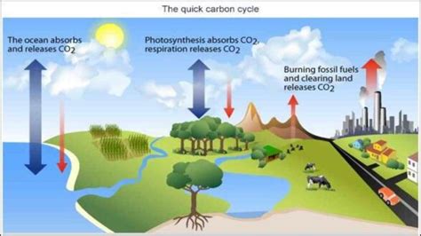 Proses Daur Karbon Secara Alami Bagaimana Terjadinya