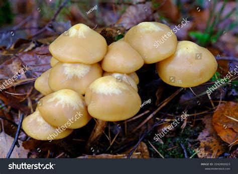 Kuehneromyces Mutabilis Synonym Pholiota Mutabilis Commonly Stock Photo