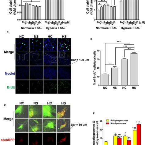 Effects Of Sal And Hypoxia Treatments On Cell Viability Proliferation