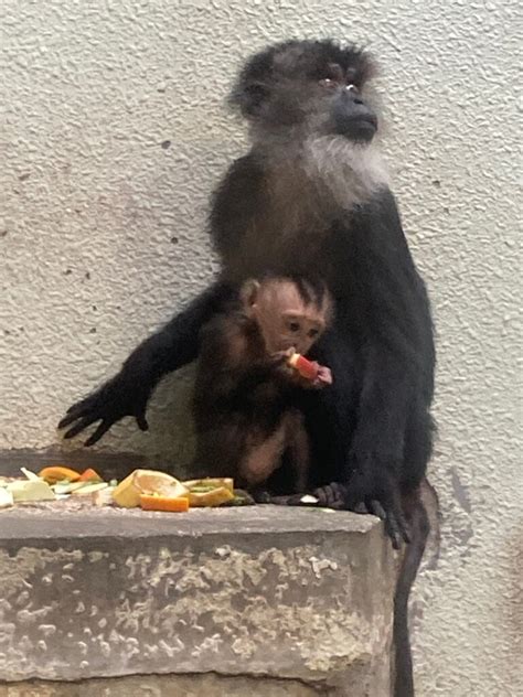 シシオザル赤ちゃん改名のお知らせ 地方独立行政法人天王寺動物園