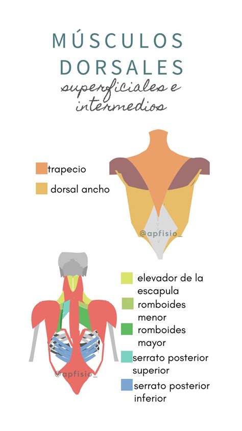 Músculos dorsales superficiales e intermedios Anatomia humana