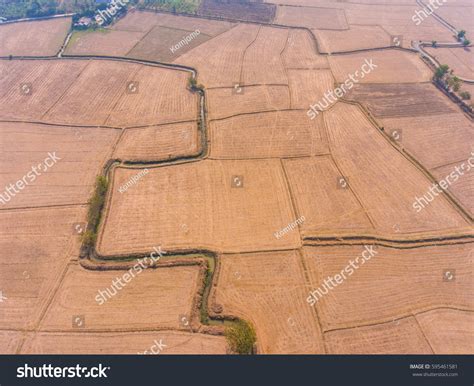 Aerial View Dried Rice Terrace Summer Stock Photo 595461581 Shutterstock