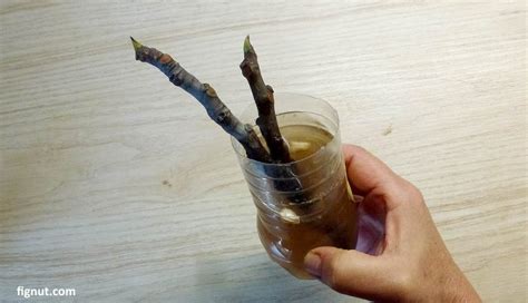 Homemade Rooting Hormone (with Photos & Video) - FigNut