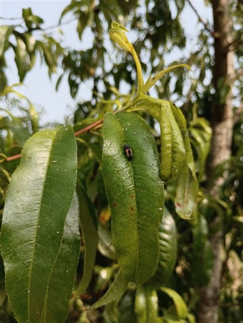 Asian Lady Beetle From Saint Vincent Sur Oust France On June