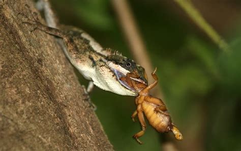 Calotes Ceylonensis – Sri Lanka – Ceylon Wild Tours