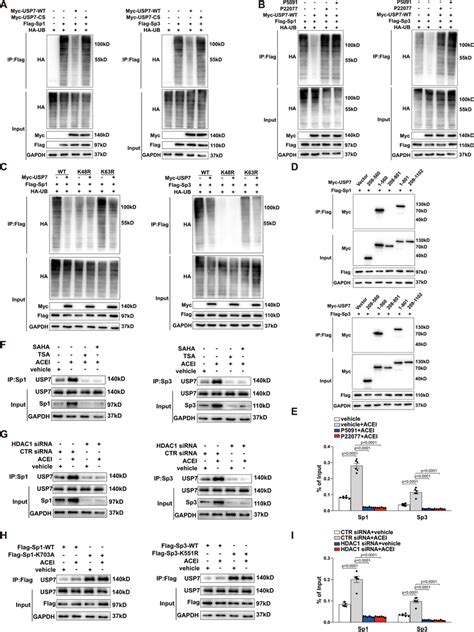 Acei Stabilizes Sp Sp Protein Via Usp Mediated Deubiquitination A