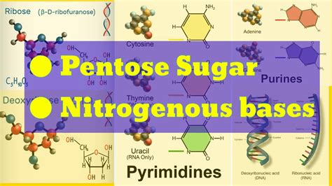 Pentose Sugar Of Nucleic Acid Nitrogenous Bases Of Nucleic Acid In