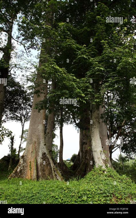 Kapok Tree Ceiba Pentandra Gaertn In Borneo Sarawak Malaysia Stock