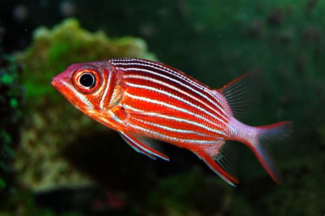 Barred Squirrelfish Gary Mckinney Flickr