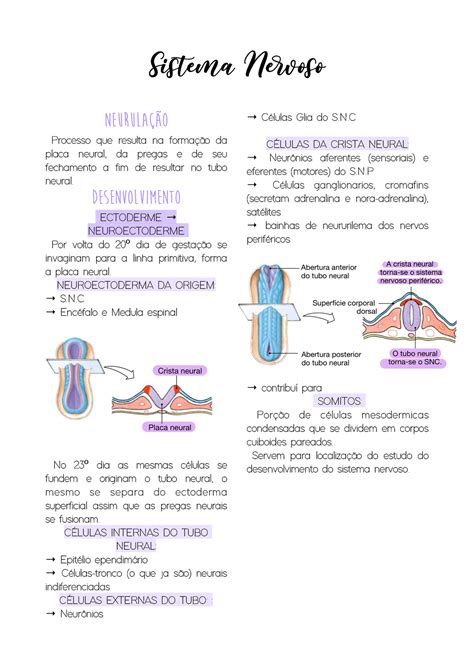 Embriologia Do Sistema Nervoso Sistema N Voso Yasmin Ferreira