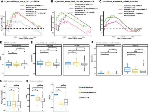 Frontiers Deleterious AHNAK2 Mutation As A Novel Biomarker For Immune