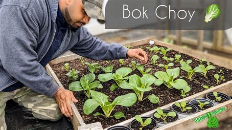 Bok Choy Best Growing And Harvesting Tips Maximum Production Gardening Garden Youtube