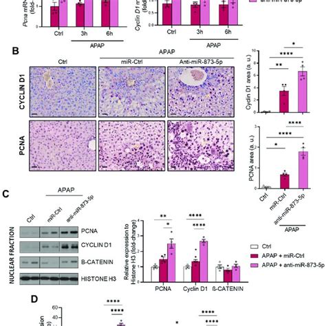 Anti Mir P Therapy Promotes Hepatocyte Proliferation For Liver