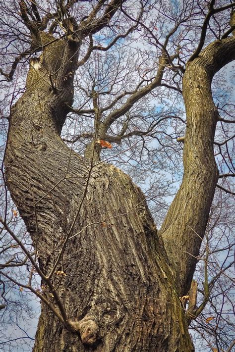 Images Gratuites Arbre La Nature Branche Hiver Plante Ciel