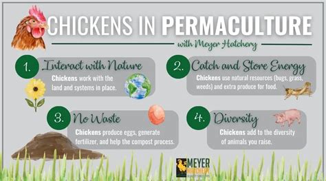 Chickens The Perfect Permaculture Partner Meyer Hatchery Blog