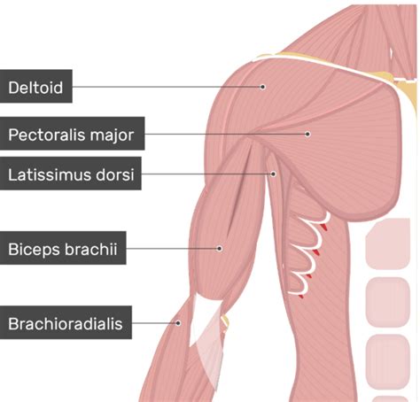 Subscapularis Muscle Attachments Action And Innervation Getbodysmart