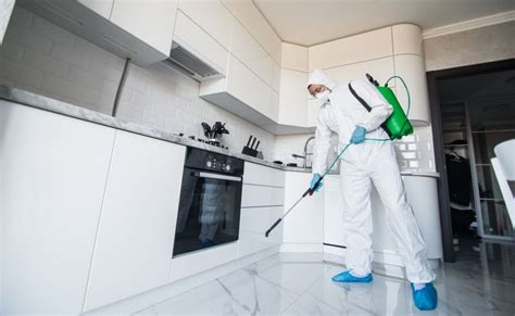 What is best diy or professional mold removal services?