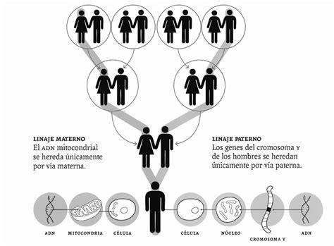 Patron Arbol Genealogico