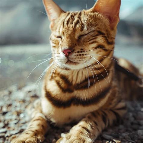 Suki Cat Sukiicat Instagram Photos And Videos Cats Beautiful