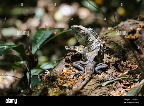 Black spiny tailed iguana in costa Rica Stock Photo - Alamy