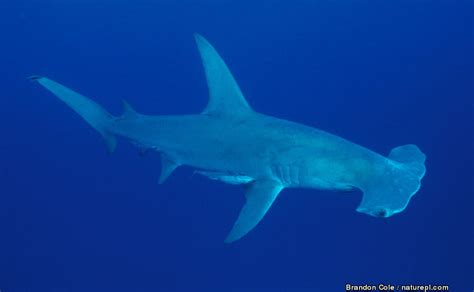 @maz!ng $cienc€: Hammerhead sharks