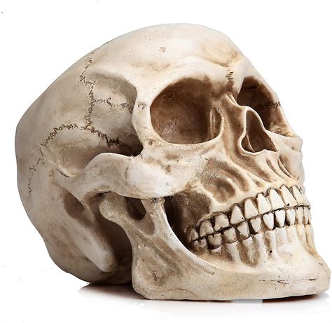 Life Size Human Skull Model 1 1 Replica Realistic Human Adult Skull