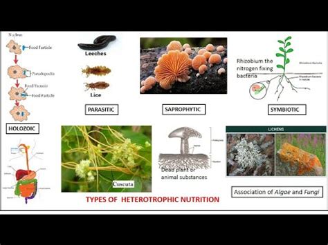 cbsc class  heterotrophic holozoic saprophytic parasitic