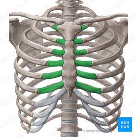 Ribs Anatomy Ligaments And Clinical Notes Kenhub