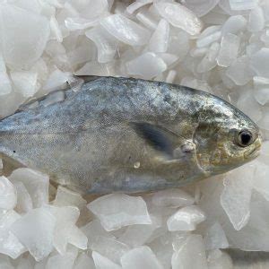 Pompano Delivered Nationwide | Seafood Market of Florida