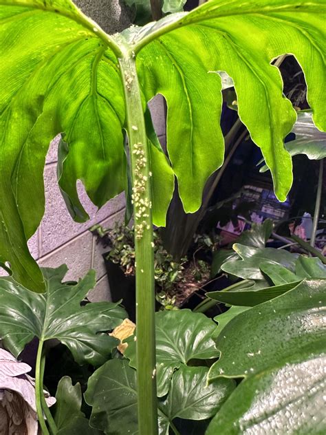 How to get rid of these pesky bugs please? : r/houseplants