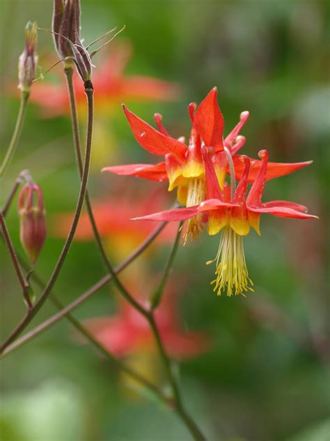 The Pollinator Partnership - Plant Profile: Red columbine (Aquilegia