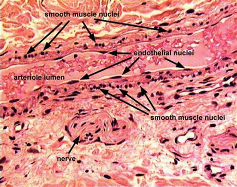 Histology at SIU