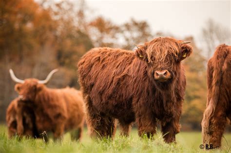 Highland Cattle Niedersachsen Highland Cattle Niedersachsen E V