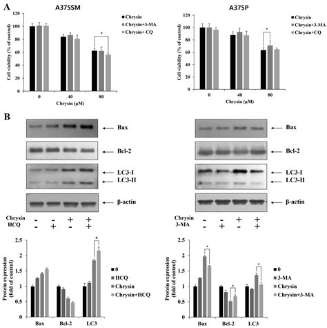 Chrysin Induces Apoptosis And Autophagy In Human Melanoma Cells Via The