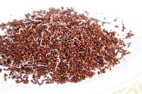 Sprouted Ragi Seed At Rs 100kilograms Sorghum Seeds In Chennai