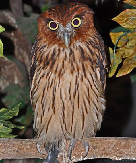 Philippine Eagle Owl Project Noah