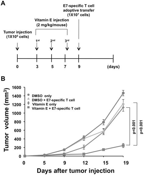 C57BL 6 Mice Were Injected With 1105 TC 1 Cells Mouse Subcutaneously