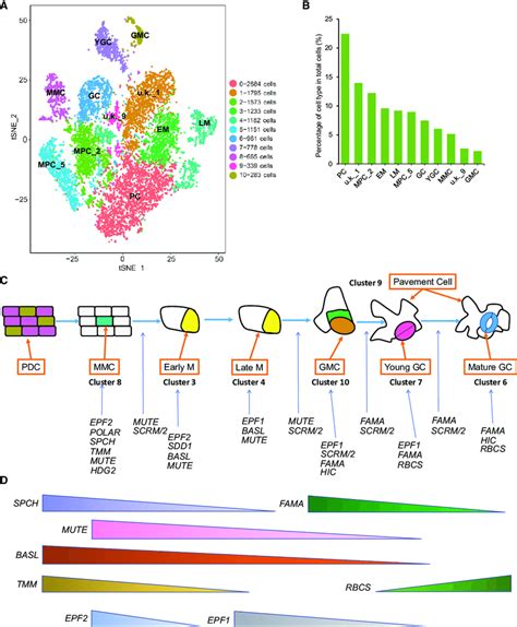 Identification of Cell Types with Representative Marker Genes. (A)... | Download Scientific Diagram