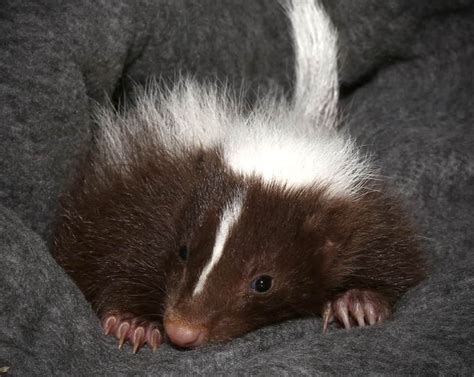 Striped Skunk For Sale Online - Reptiles Heaven