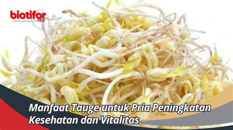 Manfaat Tauge Untuk Pria Peningkatan Kesehatan Dan Vitalitas Yang