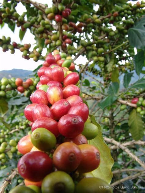 Árbol De Café Coffe Tree Frutas Café Cafés Especiais