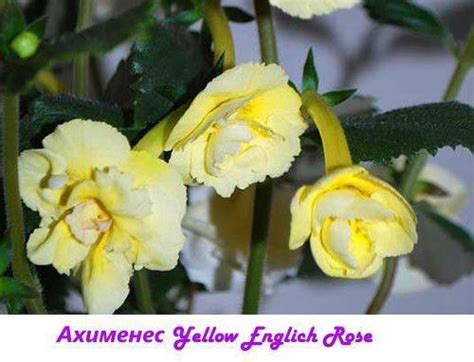Ахименес Yellow English Rose (английская роза) уход в домашних условиях ...