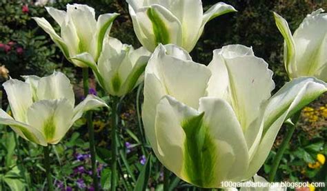 Gambar Lukisan Pemandangan Bunga Tulip di Belanda | Gambar Bunga